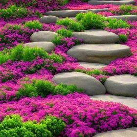 "Creeping Lavender Seeds 3000+ - Drought Resistant Ground Cover - Non-GMO" "Creeping Lavender Seeds 3000+ - Drought Resistant Ground Cover - Non-GMO"